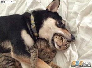 狗狗酋长爆料视频大全最新,揭秘萌宠界的神秘故事  第1张